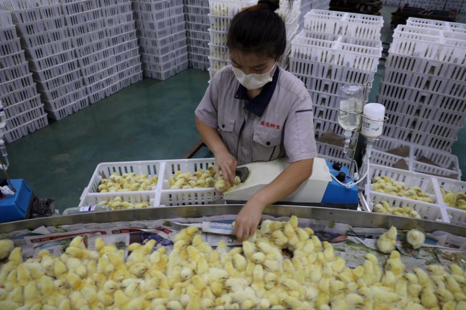 Newborn chickens are given avian flu vaccines at a hatchery in Shandong province, China.