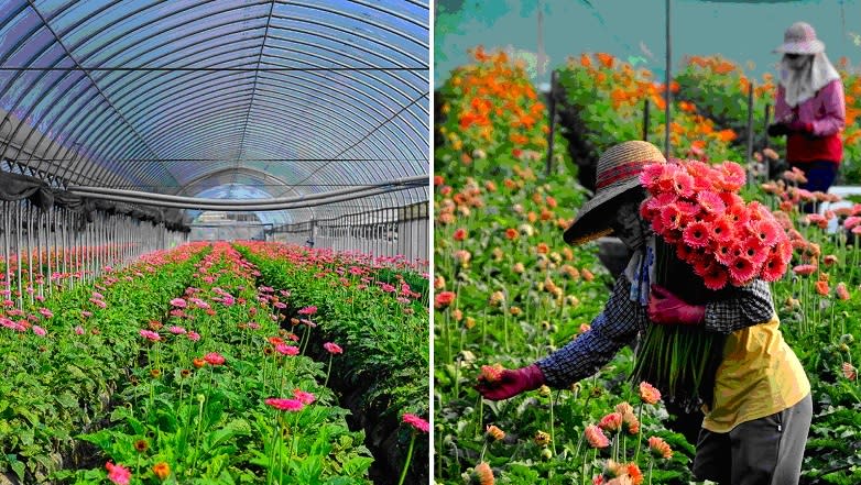 田尾種植花卉面積堪稱全台之冠，是園藝控必訪的美麗小鎮。圖/彰化縣政府-彰化溪州公園、田尾鄉公所