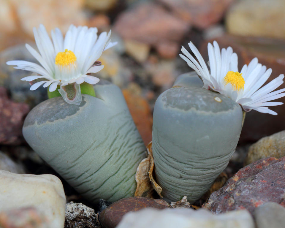 8. Lithops