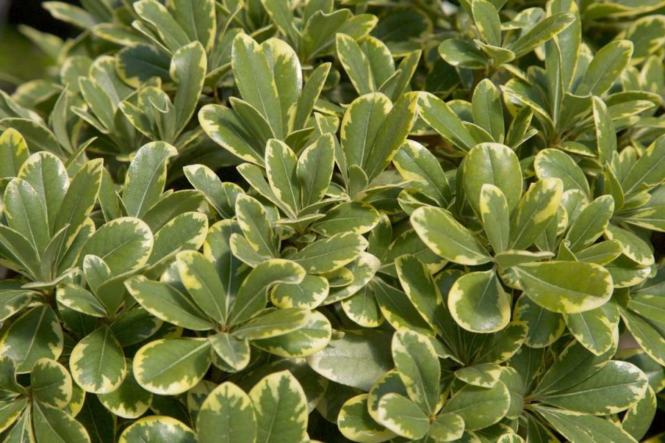 ‘Mojo’ Japanese Pittosporum plant for front yard