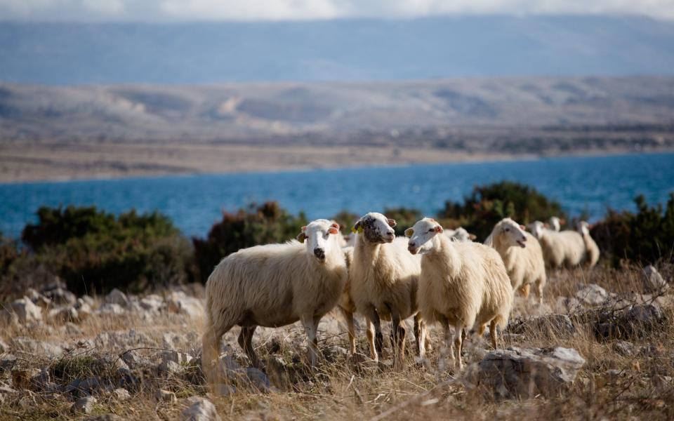 Pag croatia mediterranean summer 2022 island hopping adventure holiday travel europe - Filip Tot/Alamy