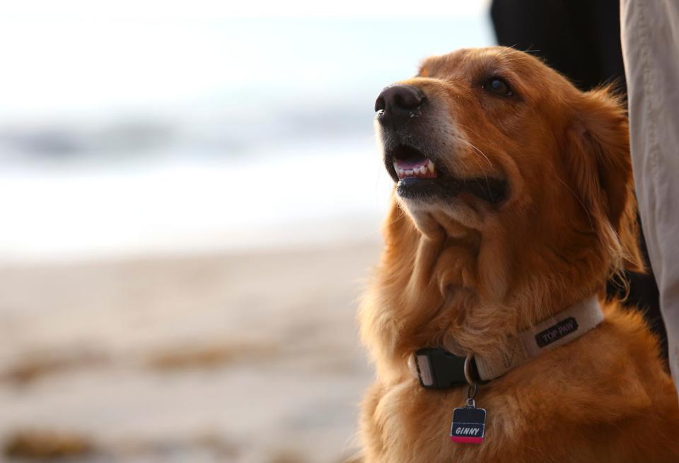 Ginny, a Golden Retriever, watches the sunrise at Turtle Trail beach access in Vero Beach on Thursday, Nov. 3, 2022. The county is considering making the beach access, along with Seagrape Trail, an off-leash beach for dogs.