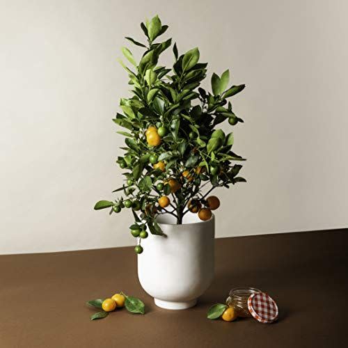 10) Calamondin Citrus Plant