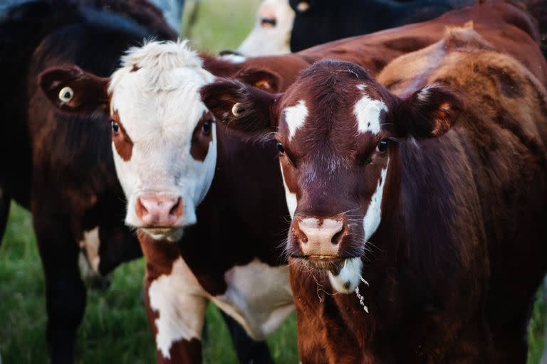 Los animales también forman parte de los festejos de principio de año. Foto: Pexels