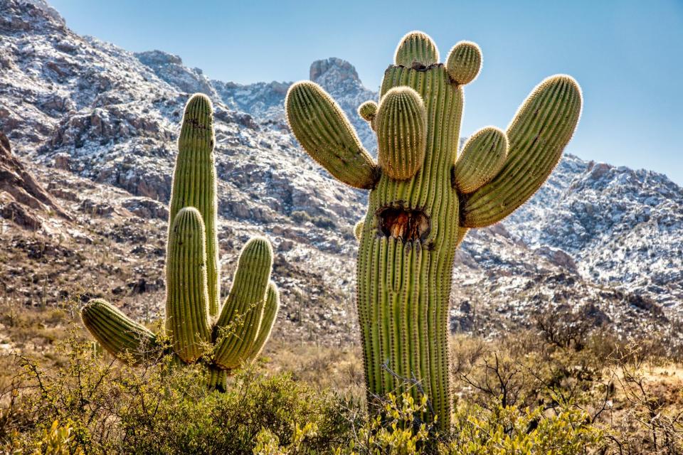 Zu den größten Kaktus-Arten gehört der Saguaro-Kaktus aus Nordamerika. (Bild: Polyband Medien / BBC Studios / Paul Williams)