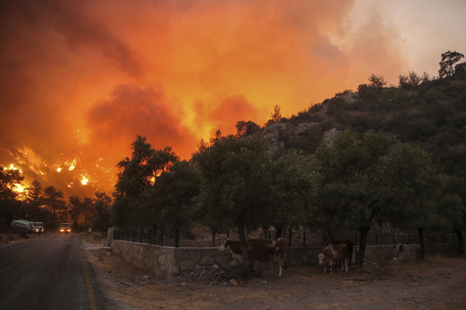 Cows shelter close to an advancing fire that rages Cokertme village, near Bodrum, Turkey, Monday, Aug. 2, 2021. For the sixth straight day, Turkish firefighters battled Monday to control the blazes that are tearing through forests near Turkey's beach destinations. Fed by strong winds and scorching temperatures, the fires that began Wednesday have left eight people dead. Residents and tourists have fled vacation resorts in flotillas of small boats or convoys of cars and trucks. (AP Photo/Emre Tazegul)