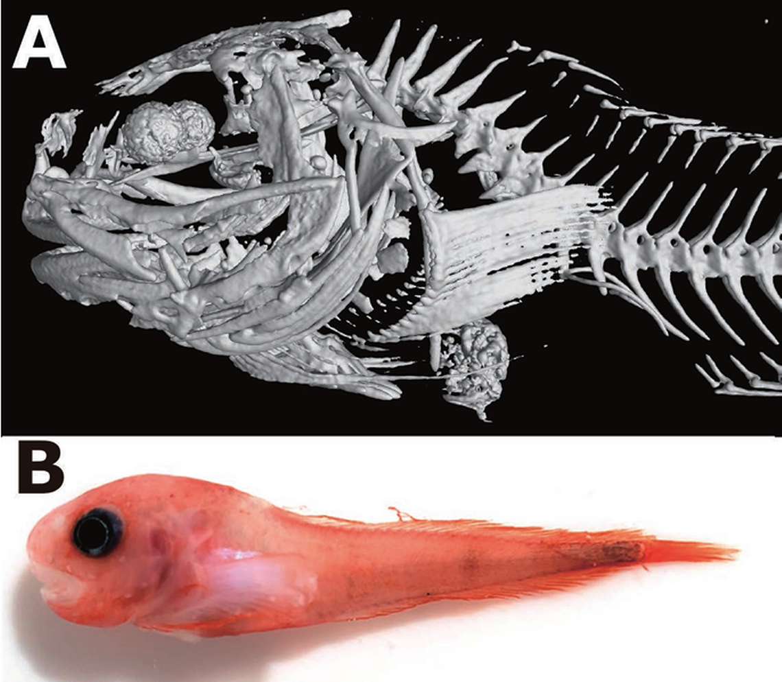 The new species of snailfish has a red body and pink lips, with a humpback shape from the side, researchers said.