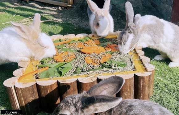 頑皮世界野生動物園打造天上宮闕，並邀玉兔享用超澎湃大月餅，歡迎親子來與兔兔同樂過中秋。（記者李嘉祥攝）