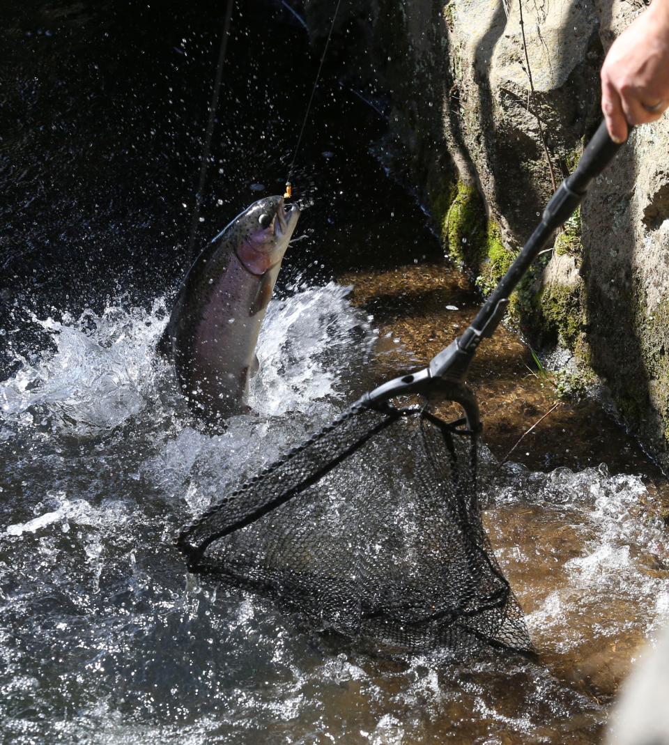 Even a quick net isn't enough to snare a trout before it became one that got away in Wilson Run in Brandywine Creek State Park on the first day of trout fishing in upstate Delaware - reserved for young people - Saturday, April 1, 2023. Stocked streams are open to all anglers (with requirements for fishing licenses and stamps for most) beginning Sunday morning.