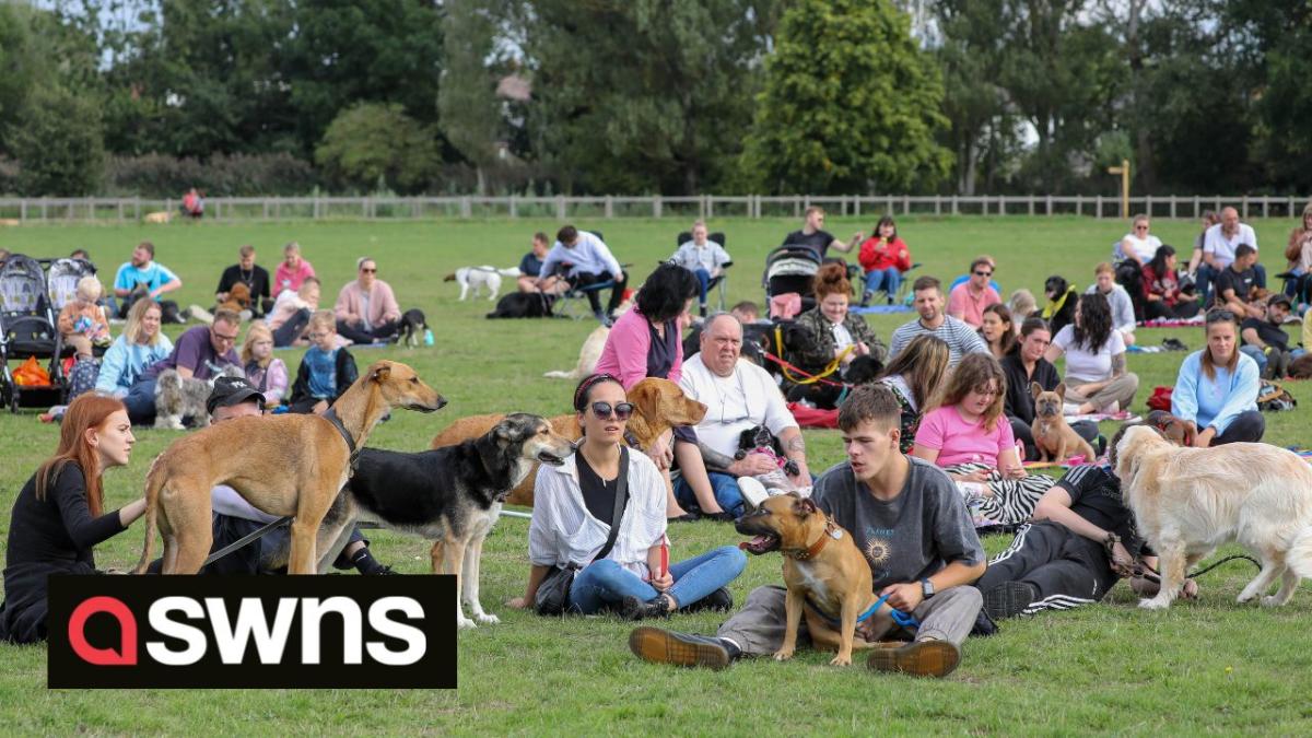 Les amoureux des chiens battent un record du monde après que plus de 100 chiens se soient rassemblés pour regarder les 101 dalmatiens au cinéma en plein air