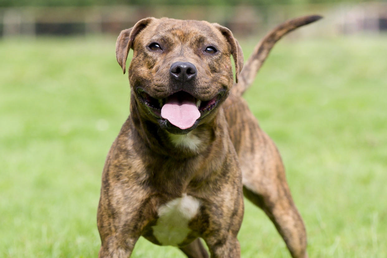 The attacked dogs were both Staffordshire bull terrier, similar to the one pictured: Shutterstock
