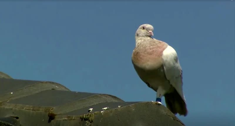 "Joe", a pigeon that reached Australia from the U.S., perches on the roof of a house in Melbourne, Australia