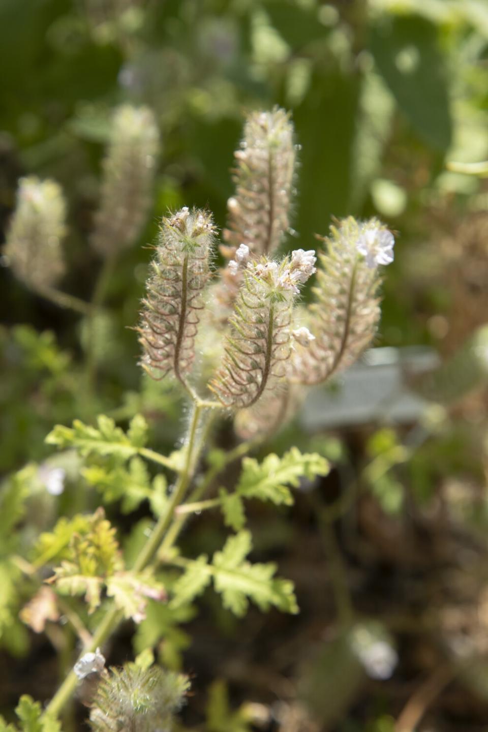 A caterpillar phacelia in a native plants garden.