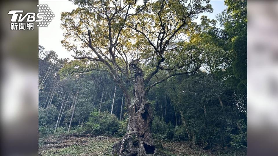 宮崎駿龍貓電影中龍貓生活的樹洞場景原型就在這裡。（圖／葉韋辰攝）