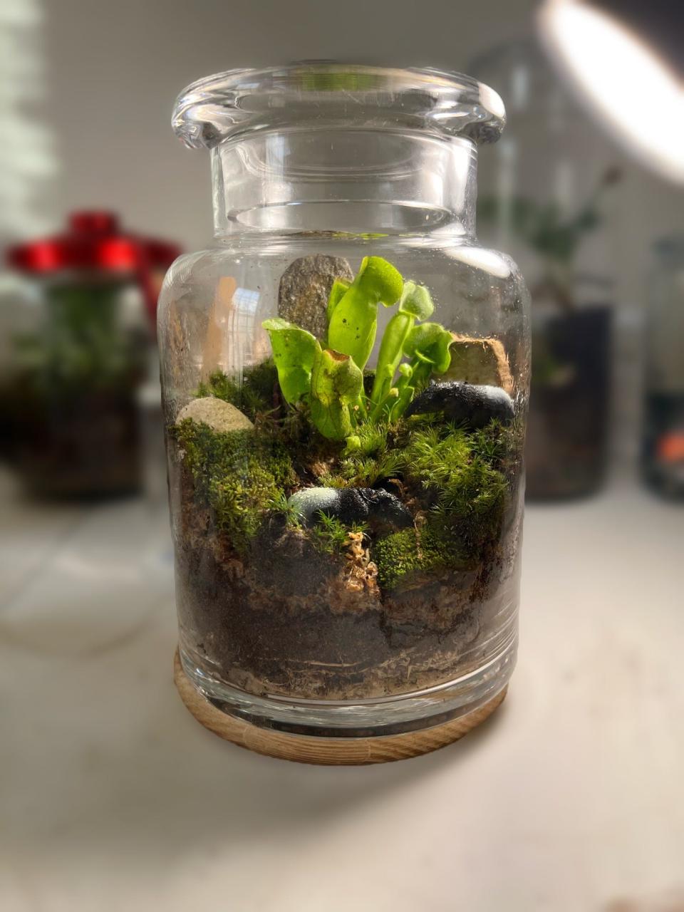 Plush Moon Terrarium Co. uses reclaimed glass containers for its terrariums.