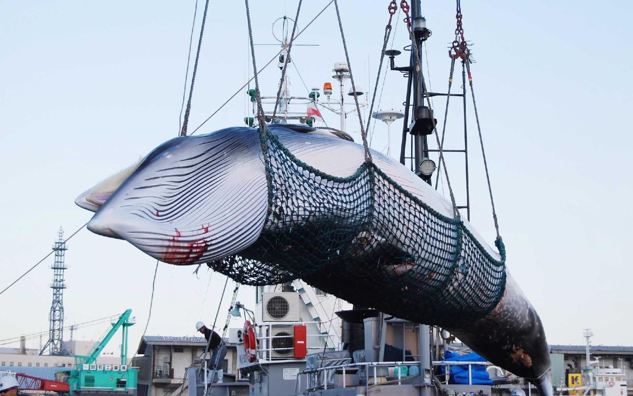 A Minke whale being lifted by a crane during the North Pacific research whaling programme at Kushiro port in 2017 - AFP