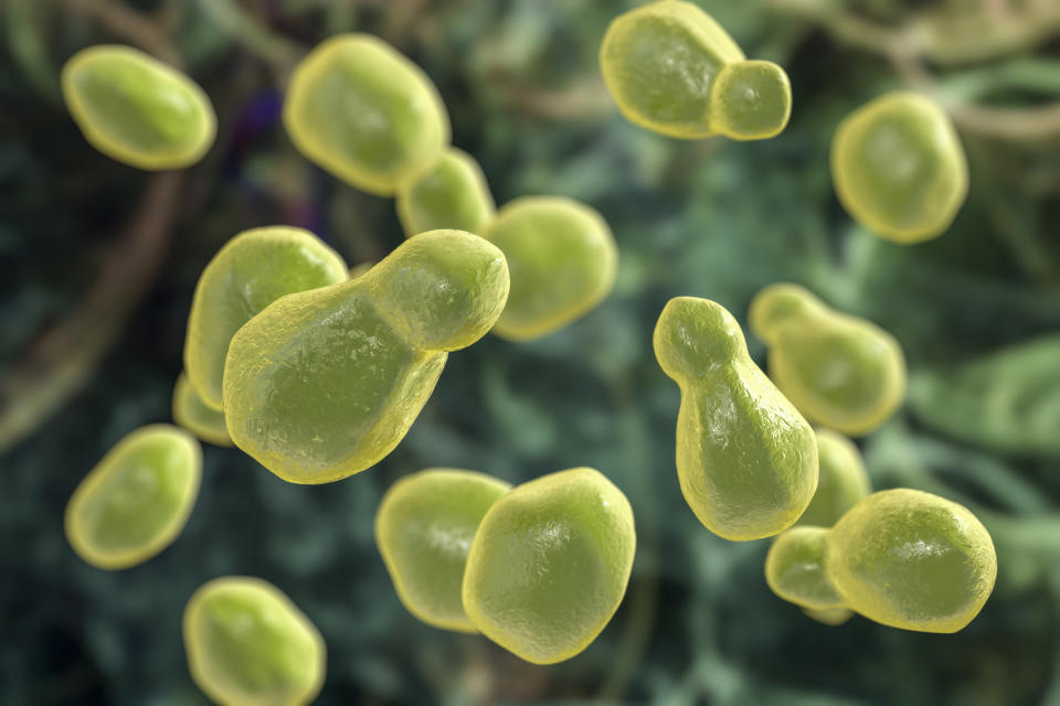 Cryptococcus neoformans fungus, illustration (Getty Images / Science Photo Library)