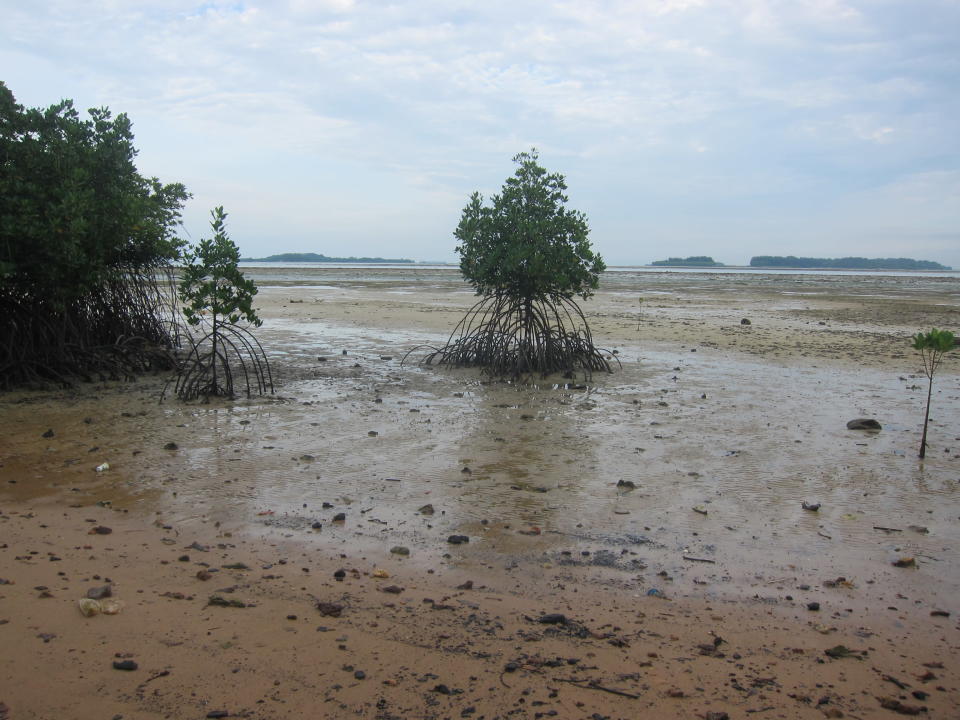 This mangrove area separates the coral rubble area from the inland part, which is mostly made up of secondary rainforest. (Yahoo! Singapore/ Karen Vera)