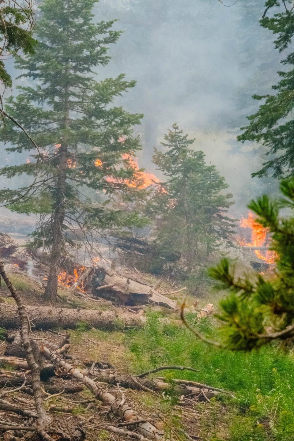 The southwest edge of the Trout Fire in Sequoia National Forest.