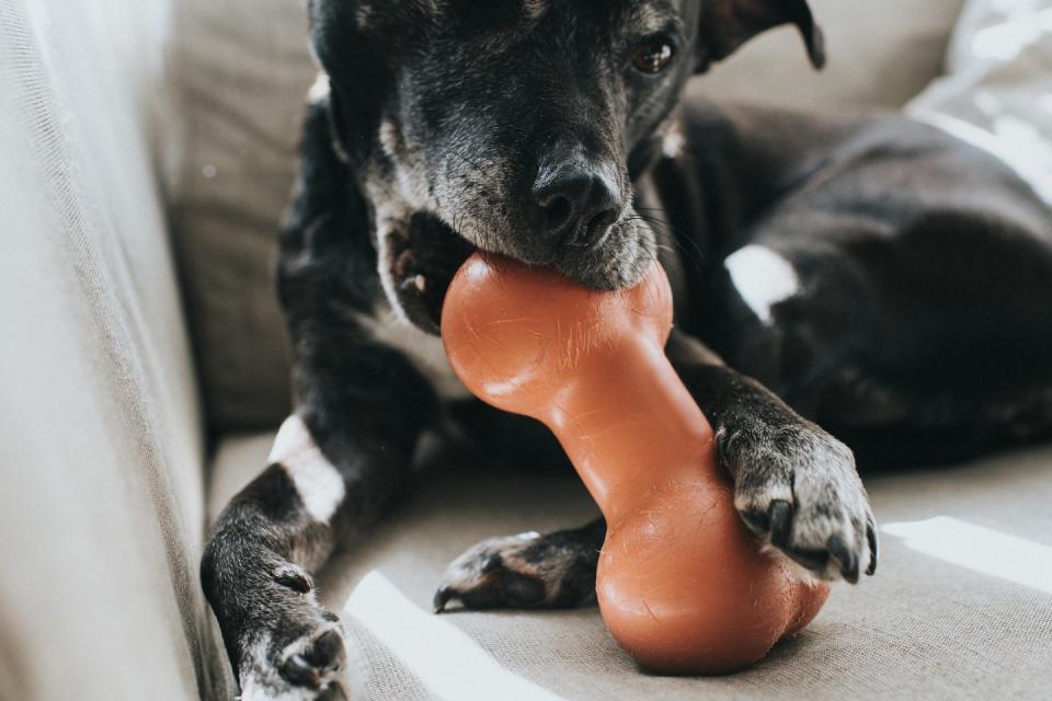 black dog chewing a large plastic bone shaped chew