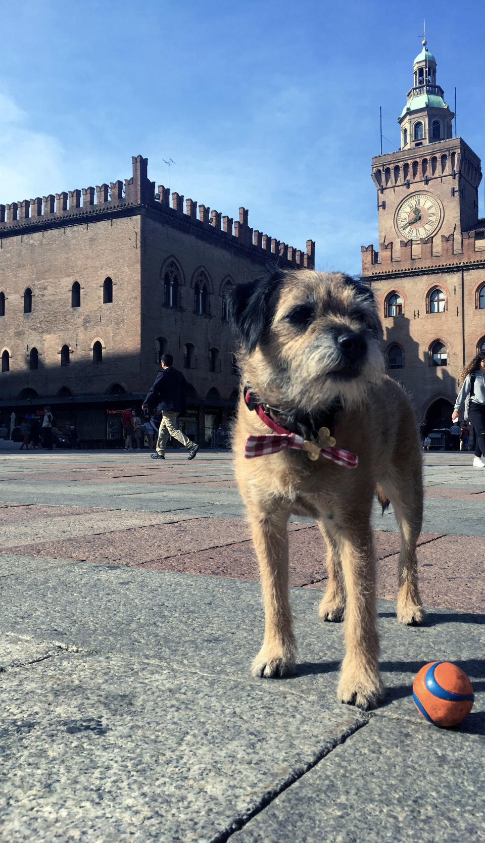 Pete the border terrier in Piazza Maggiore, Due Torri, Bologna, Italy. (Photo: Caters News)