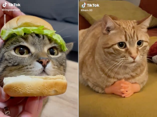 Need a laugh? These TikToks really capture the hilarious nature of cats.  (Photo: TikTok)