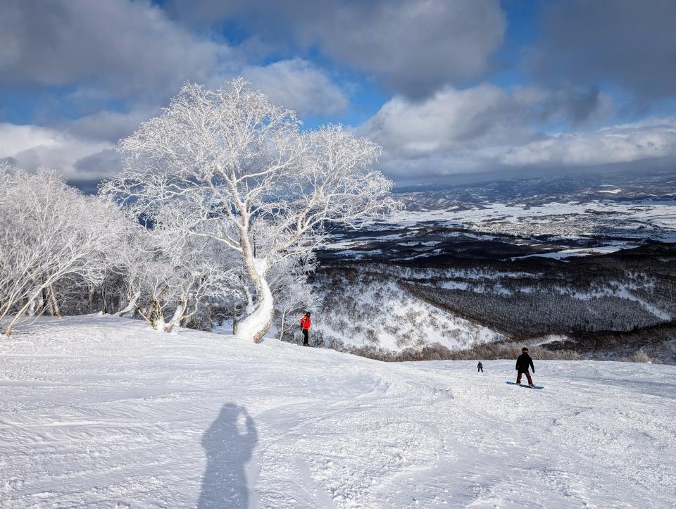 Tree covered in snow on the slops of Niseko Tokyu Grand HIRAFU in Japan