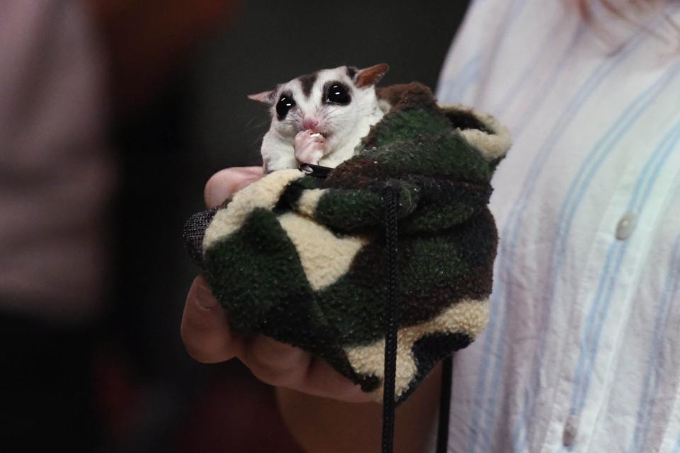 Emerald Coast Science Center Educator Callie Chandler holds one of the science center's resident sugar gliders during field trip at the science Center. The Emerald Coast Science Center was recently recognized by the Association of Science and Technology Centers for overcoming the many obstacles posed by the pandemic.