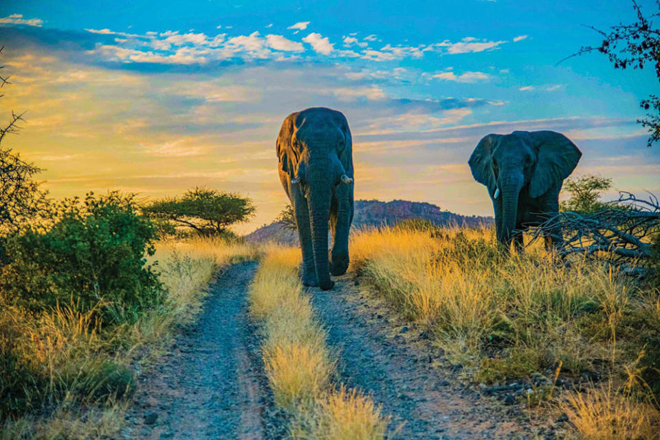 Two elephants seen by Lopez while on safari, one of which charged their vehicle.