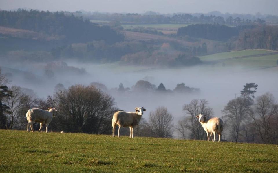 Sheep grazing in the fields around the Gatcombe Park Estate, Minchinhampton, Gloucestershire - Alamy 