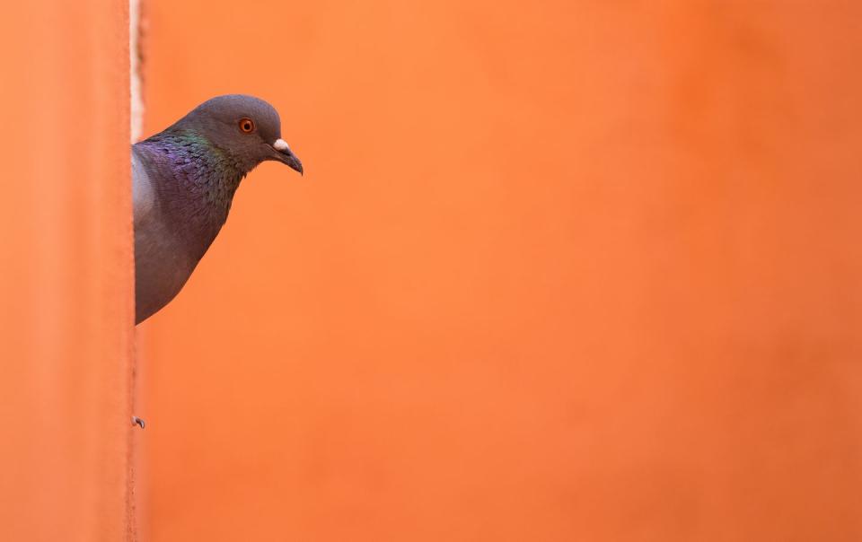 <p>Pigeon by Angela Rogers (Santorini).</p>