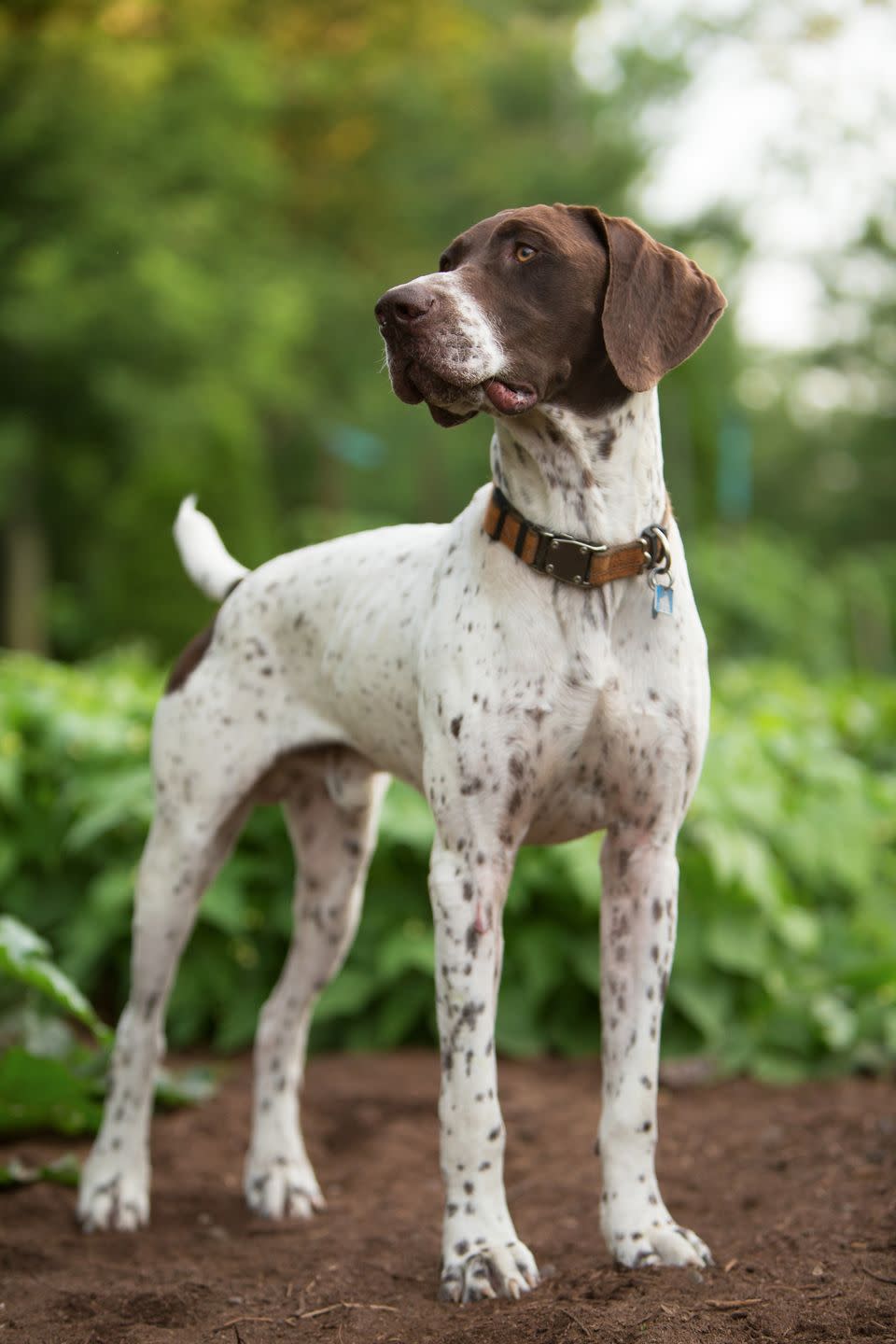 medium dog breeds german shorthaired pointer dog