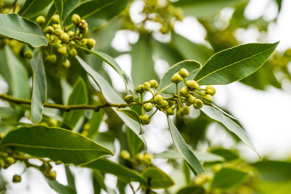 bay leaf plant outdoors