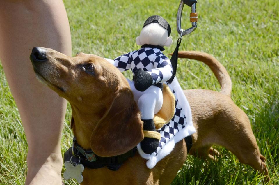 Millie of Traverse City, and her jockey, took part in the first annual Wiener Dog Races in Harbor Springs.