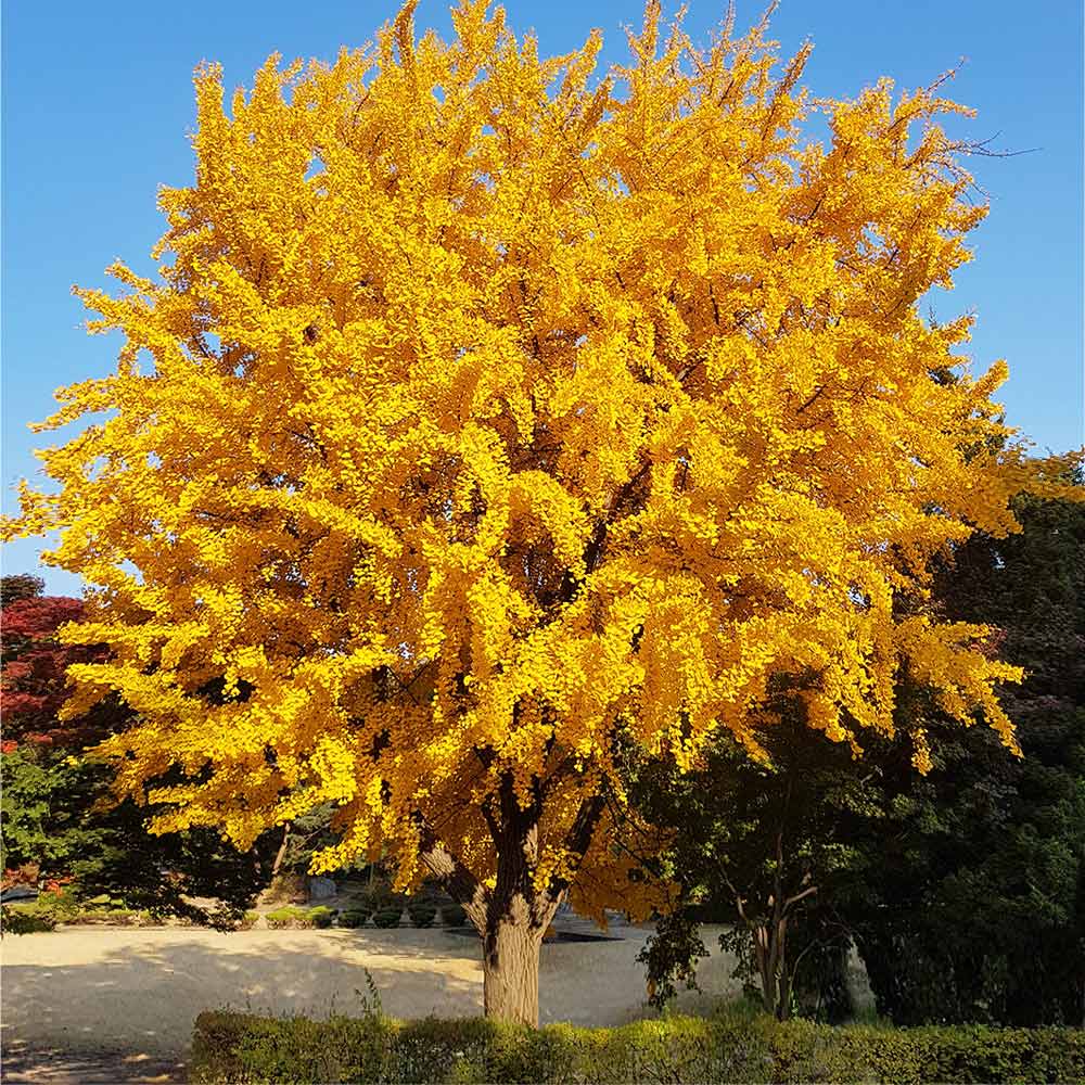 <p><a href="https://go.redirectingat.com?id=74968X1596630&url=https%3A%2F%2Fwww.fast-growing-trees.com%2Fproducts%2Fginkgo-tree%3Fvariant%3D13940765753396&sref=https%3A%2F%2Fwww.esquire.com%2Flifestyle%2Fg60660914%2Fplants-to-gift-mom-mothers-day-2024%2F" rel="nofollow noopener" target="_blank" data-ylk="slk:Shop Now;elm:context_link;itc:0;sec:content-canvas" class="link rapid-noclick-resp">Shop Now</a></p><p>Ginkgo Tree</p><p>fast-growing-trees.com</p><p>$139.95</p>