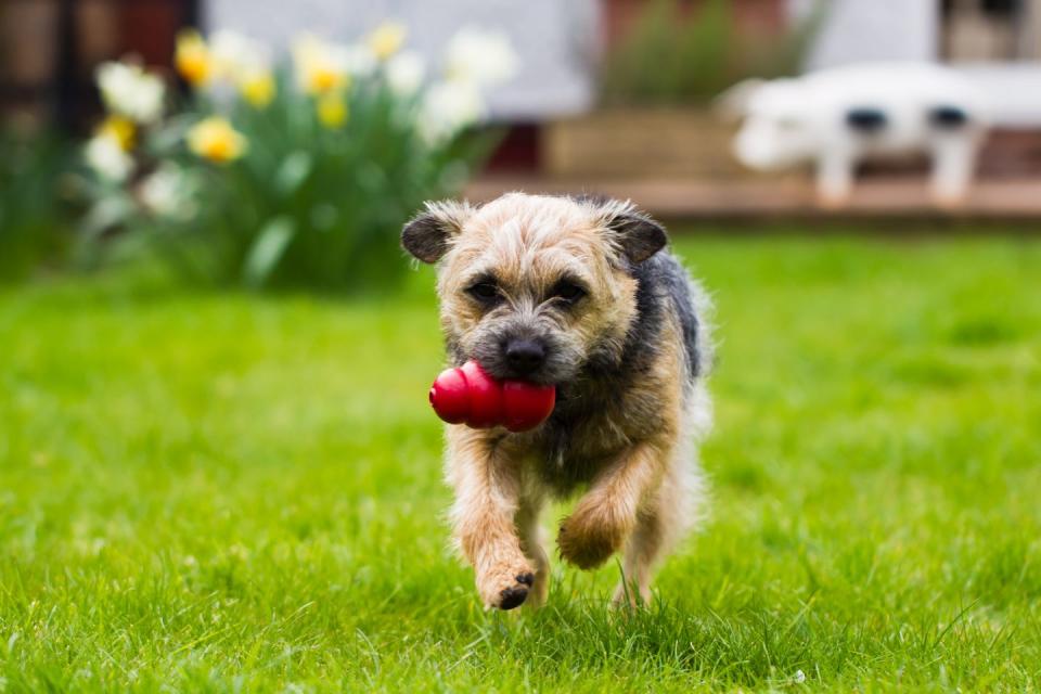 Border Terrier