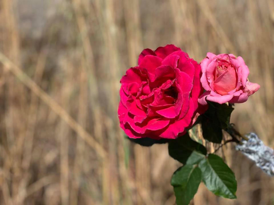 Flowers left for the couple. Source: Lauren Rose