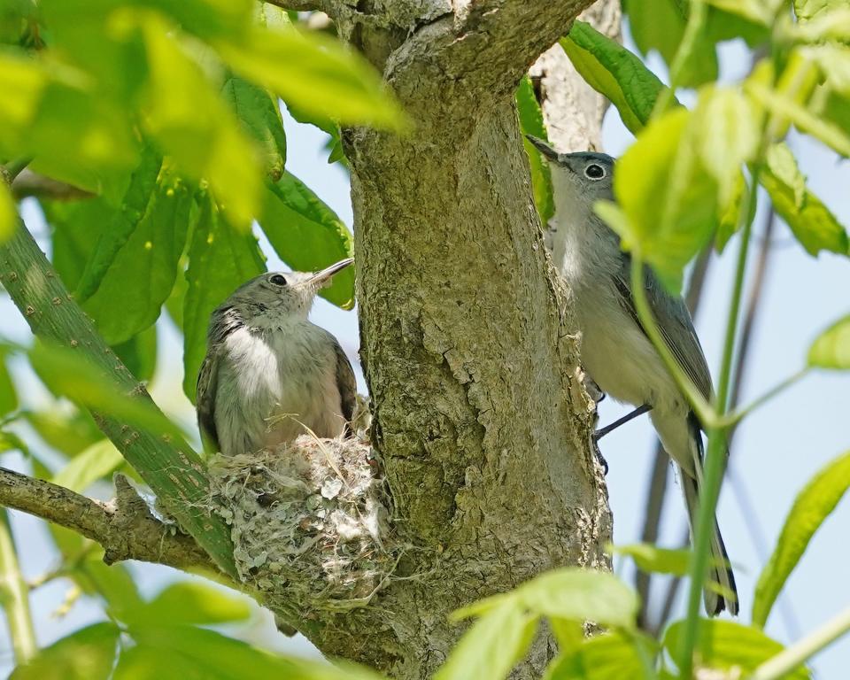 These female, left, and male blue gray gnatcatchers found a suitable nesting spot just above the boardwalk at Magee Marsh.