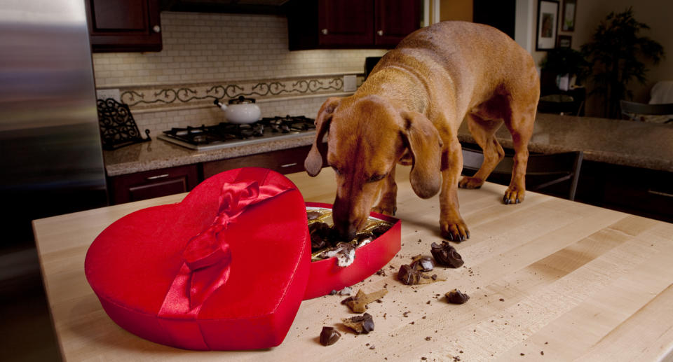 A dog eating chocolates on Valentine's Day