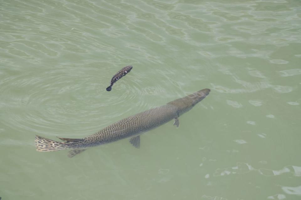 啟德河近日有大魚游弋，漁護署證實為福鱷。   （Facebook 群組「香港街市魚類海鮮研究社」圖片）