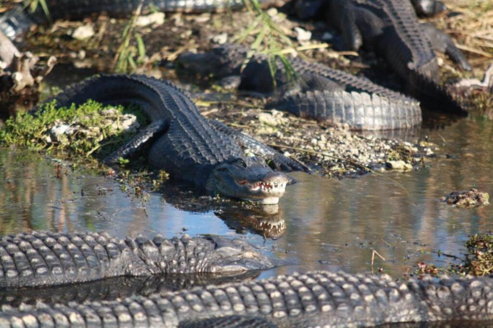 Alligators basking in Everglades National Park.