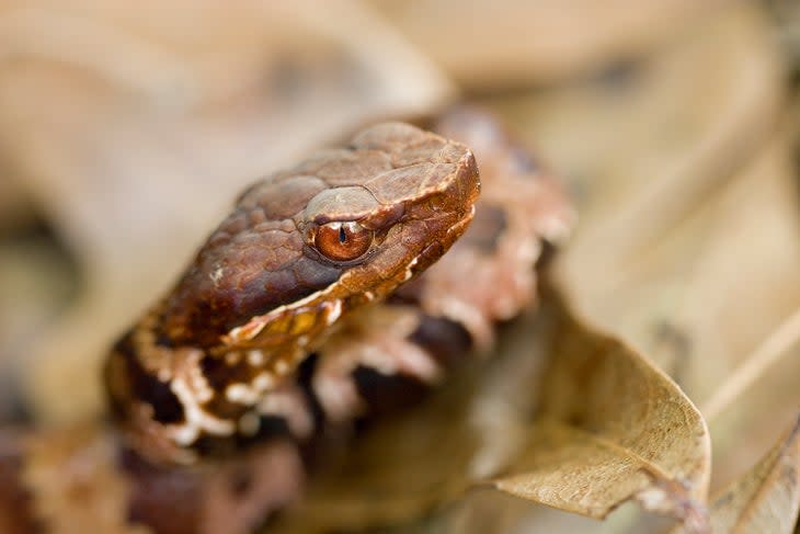 Close up of a juvenile cottonmouth, Agkistrodon piscivorus leucostoma.Cottonmouths are members of the viperidae family, pit vipers