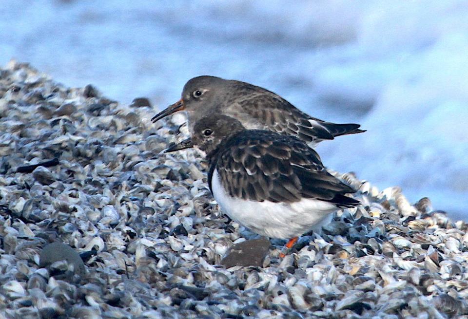 A ruddy turnstone (front) and a purple sandpiper forage Sunday on Bradford Beach in Milwaukee.