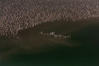 <p>A birds eye view of Flamingos migrating. (Photo: Michael Viljoen/ Caters News) </p>