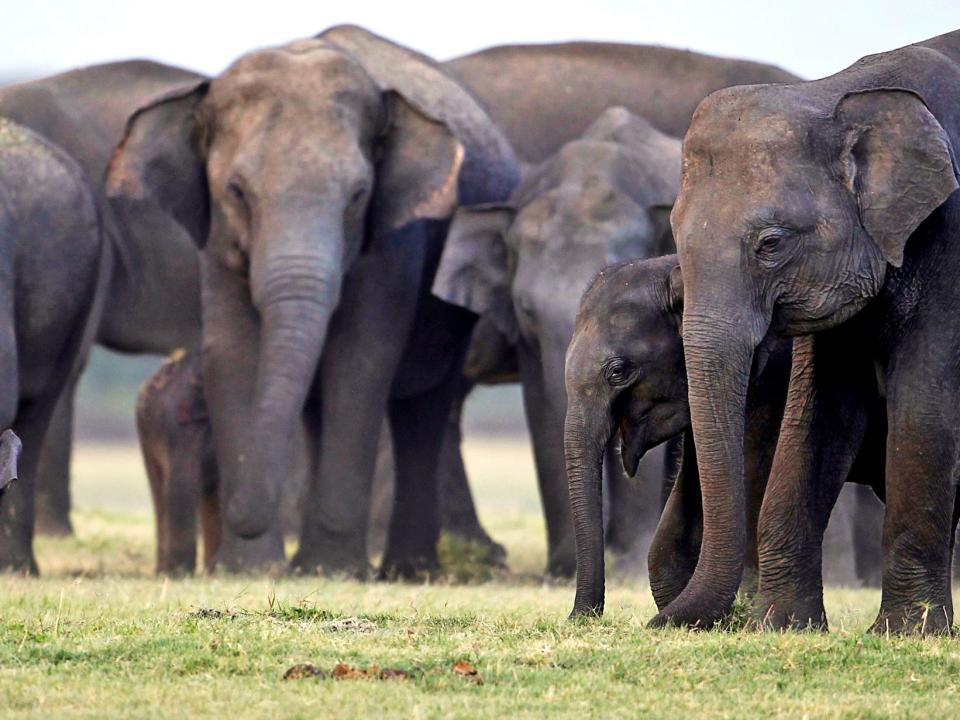 elephant herd