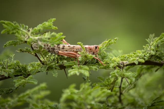 Kenya Africa Locust Outbreak