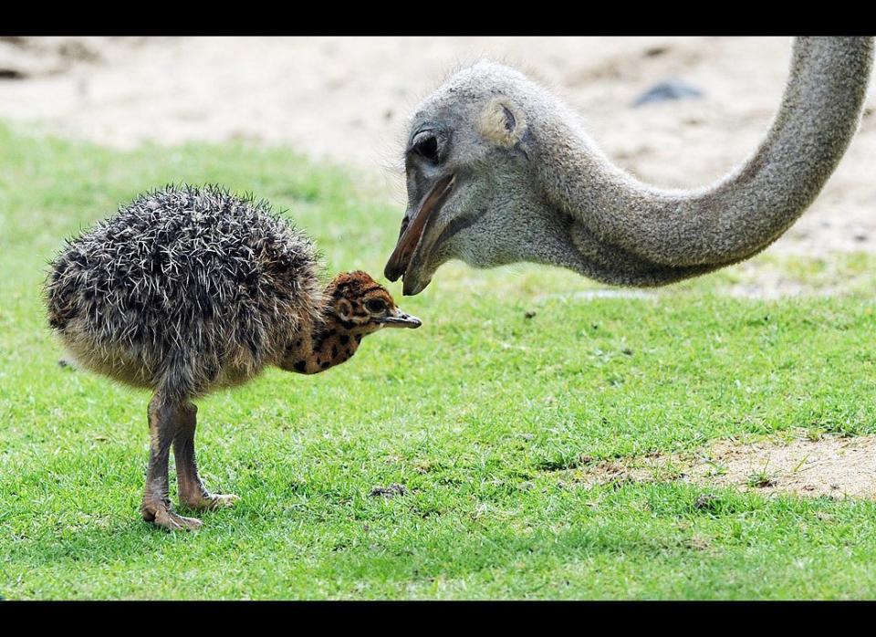 One of 13 newborn ostriches is accompanied by a hen as it explores its enclosure on June 21, 2011 at the zoo in Berlin. The flightless birds are native to Africa. 