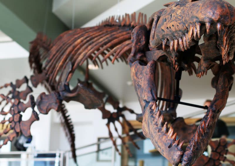 A cast of the mosasaur Gnathomortis stadtmani's bones mounted at Brigham Young University's Eyring Science Center are seen in Provo