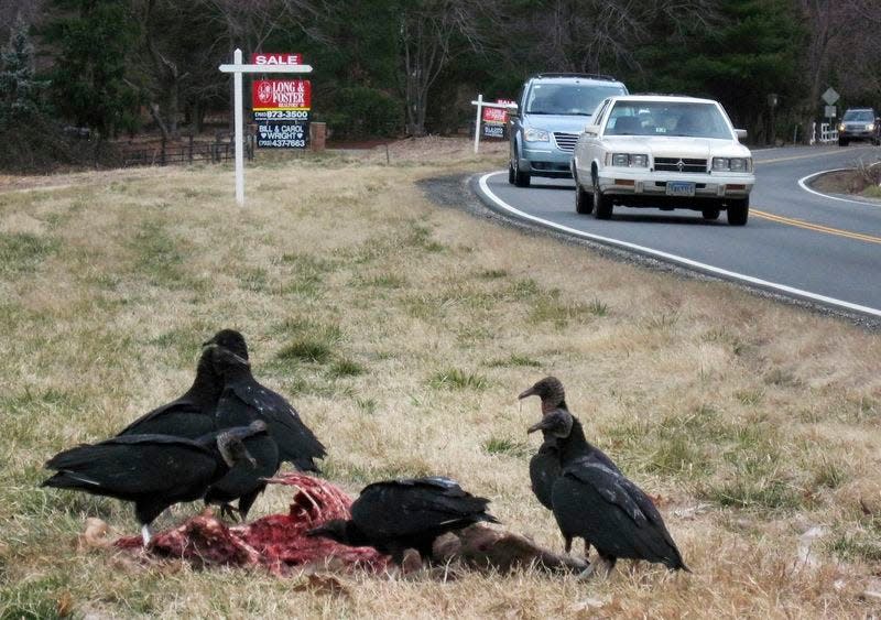 Vultures feast on a road kill as commuters pass by in Great Falls, Virginia in this February 20, 2008 file photo.  REUTERS/Hyungwon Kang/Files  