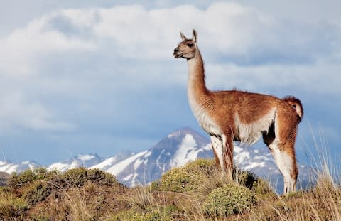 One of the region's guanacos - Credit: getty
